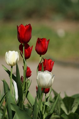 Kwiaty różne - Tulipan.jpg